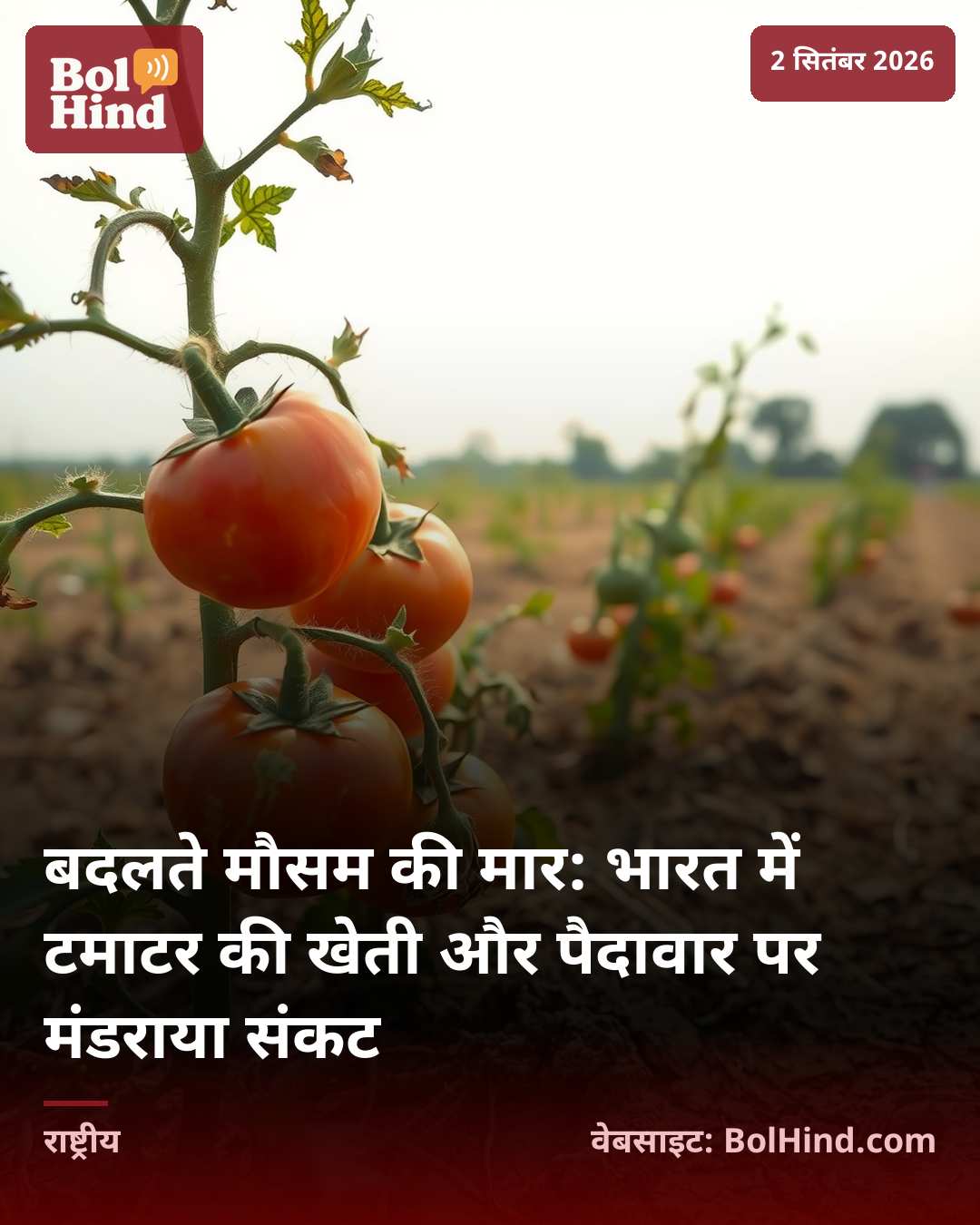 बदलते मौसम की मार: भारत में टमाटर की खेती और पैदावार पर मंडराया संकट
