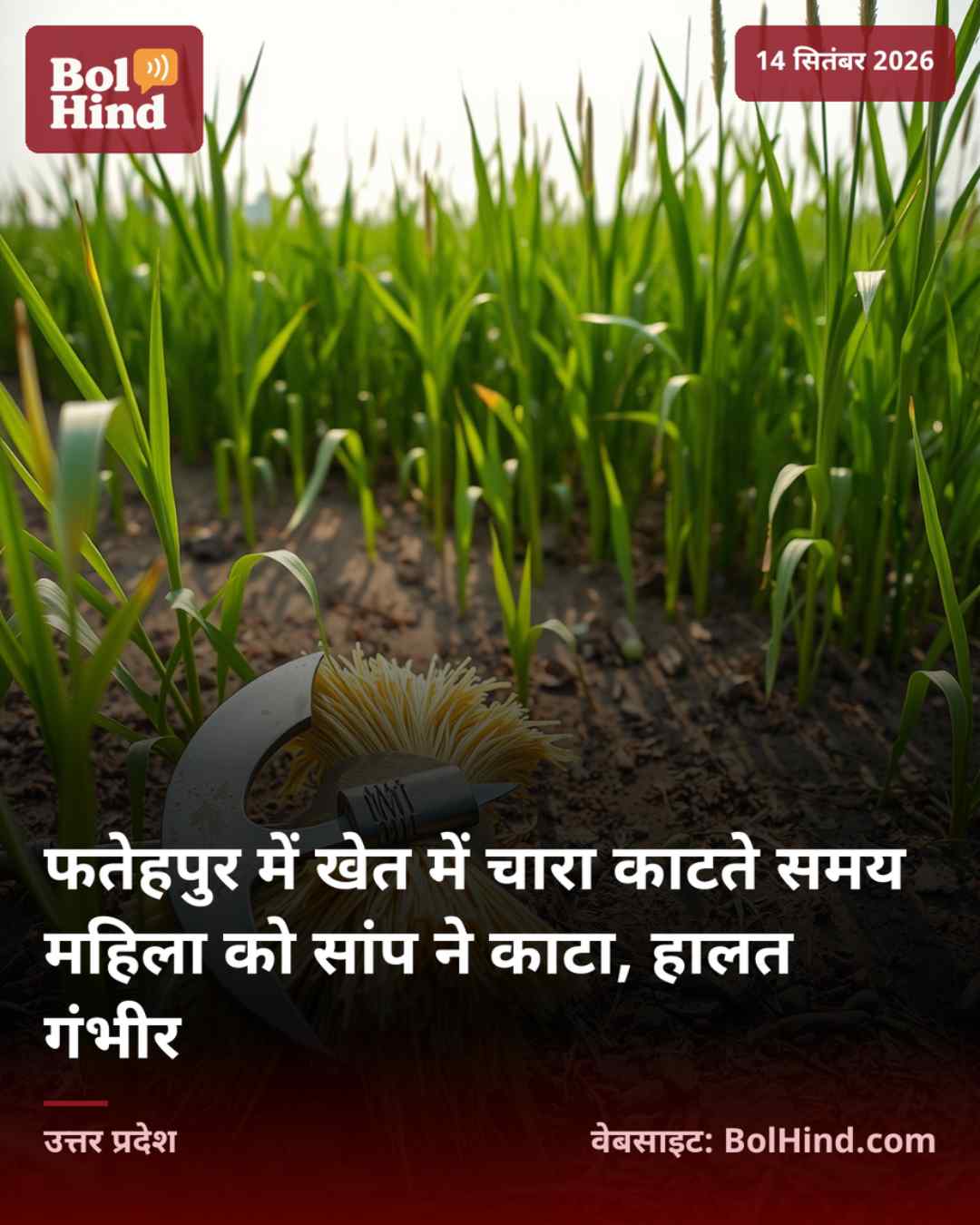 फतेहपुर में खेत में चारा काटते समय महिला को सांप ने काटा, हालत गंभीर